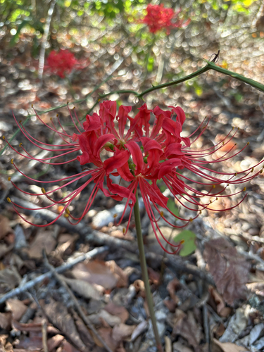 red spider lily