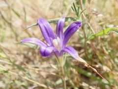 Brodiaea elegans