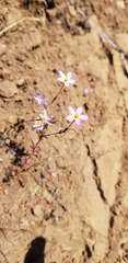 Leptosiphon rattanii
