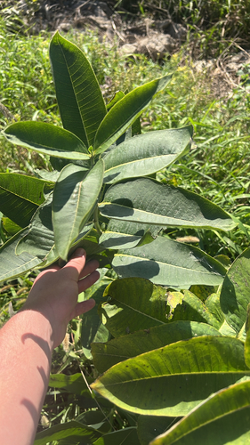 common milkweed