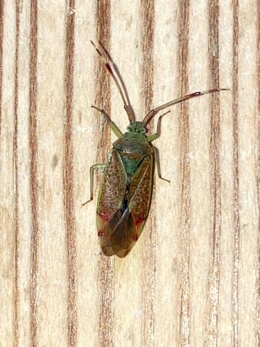 Hazel bug