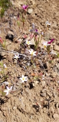Leptosiphon rattanii