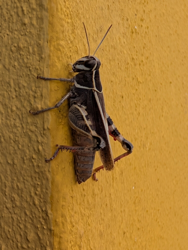 Barbary Grasshopper