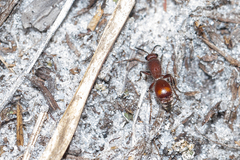 Dasymutilla arenerronea