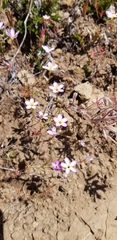 Leptosiphon rattanii