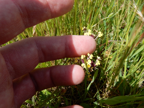 iNaturalist observation photo of butter-and-eggs