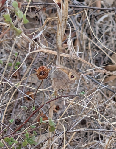 Meadow Brown