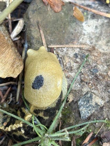 Pacific Banana Slug