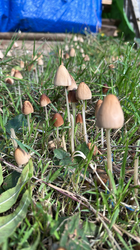 conical brittlestem
