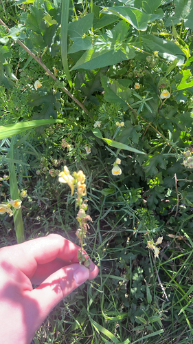 common toadflax