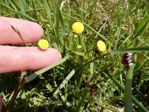 iNaturalist observation photo of Brass Buttons