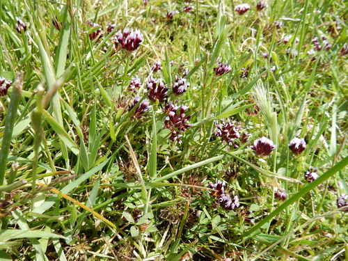 iNaturalist observation photo of white-tipped clover