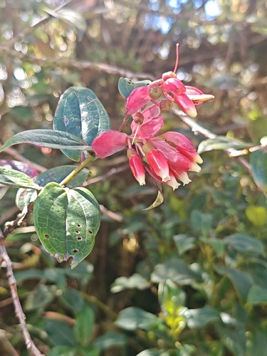 Cavendishia bracteata observed 2026-10-05