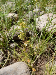 Castilleja campestris succulenta