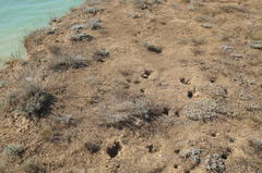 Spermophilus pygmaeus