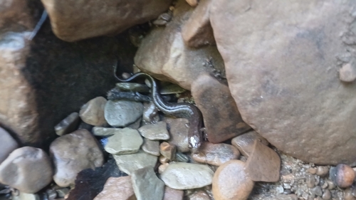 Northern Dusky Salamander