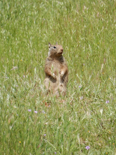 iNaturalist observation photo of California Ground Squirrel