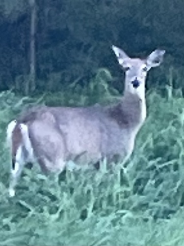White-tailed Deer