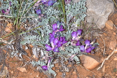 Astragalus utahensis
