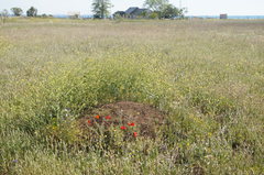 Spermophilus pygmaeus