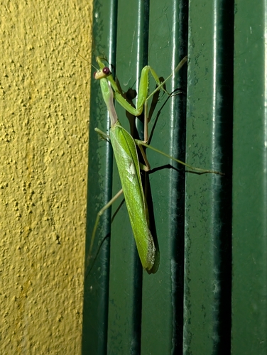 Giant African Mantis