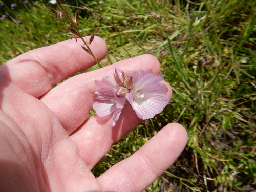 iNaturalist observation photo of Annual Checkerbloom