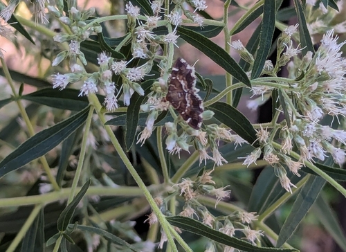 Spotted Beet Webworm Moth