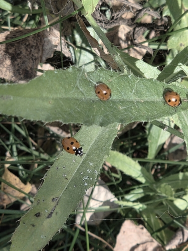 Seven-spotted Lady Beetle