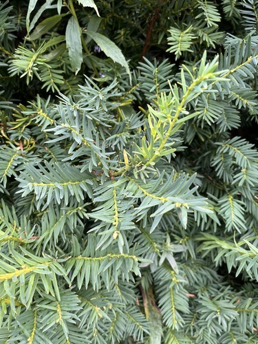 common yew