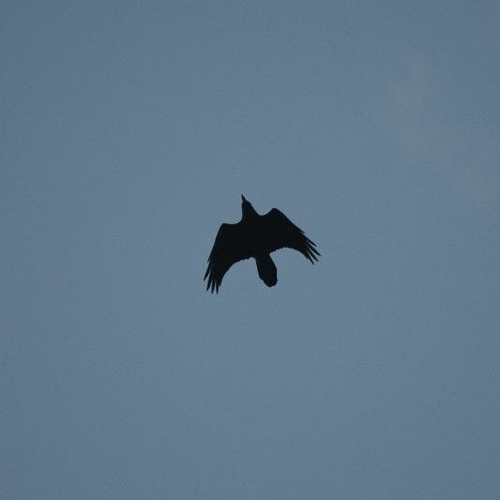 Common Raven