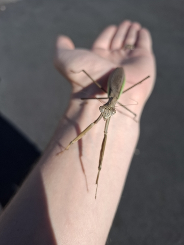 Chinese Mantis