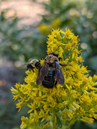 Eastern Carpenter Bee