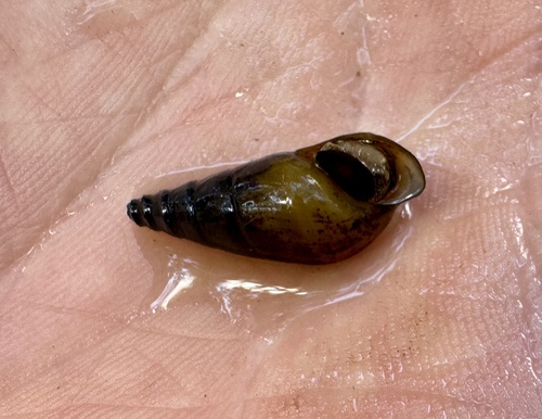 Elimia taitiana observed 2026-09-17