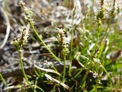 Carex concinna