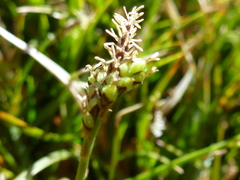 Carex concinna