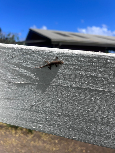 Hemidactylus frenatus observed 2026-10-05