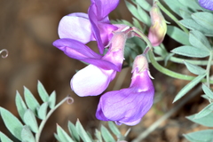 Lathyrus brachycalyx