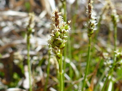 Carex concinna