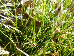 Carex concinna