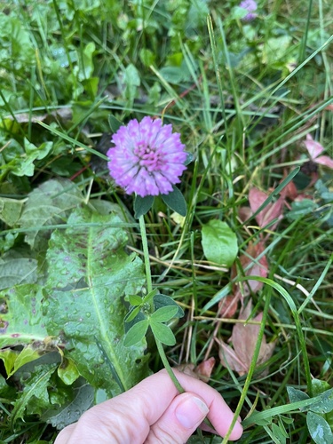 Red Clover