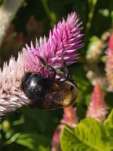 Eastern Carpenter Bee