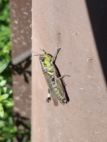 Red-legged Grasshopper