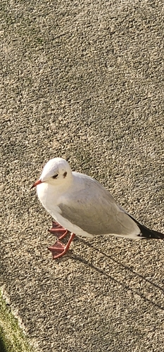 Black-headed Gull