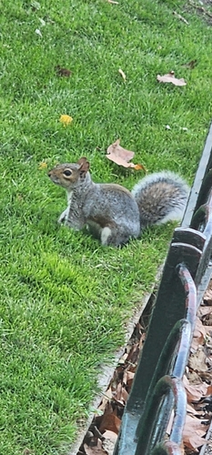 Eastern Gray Squirrel
