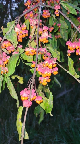 Spindle