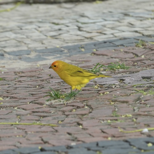 Saffron Finch