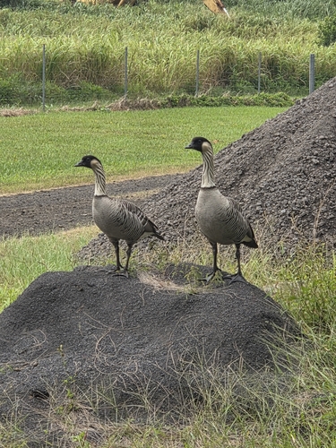 Branta sandvicensis observed 2026-10-05
