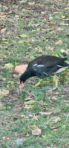 Eurasian Moorhen