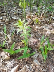 Lysimachia quadrifolia