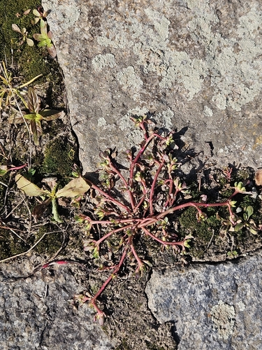 Common Purslane